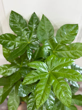 Load image into Gallery viewer, Japanese Aralia (Fatsia Japonica Variegata)