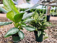Load image into Gallery viewer, Sparkling Snow Chinese Evergreen (Aglaonema)