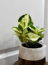 Load image into Gallery viewer, Manjula Pothos (Epipremnum aureum)