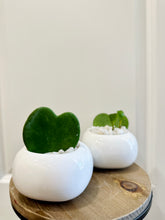 Load image into Gallery viewer, Classic Sweetheart Hoya (Hoya Kerrii)