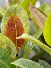 Load image into Gallery viewer, Ficus Shivereana