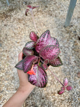 Load image into Gallery viewer, Flame violet (Episcia Cupreata)