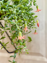 Load image into Gallery viewer, Cliff Cotyledon (Cotyledon Pendens)