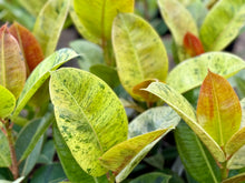 Load image into Gallery viewer, Ficus Shivereana