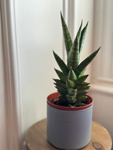 Load image into Gallery viewer, “Thai Tower” Sansevieria