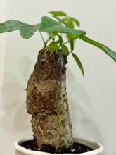 Load image into Gallery viewer, Money Tree (Pachira)