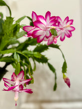 Load image into Gallery viewer, Holiday Cactus