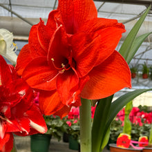 Load image into Gallery viewer, Amaryllis