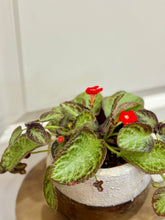 Load image into Gallery viewer, Flame violet (Episcia Cupreata)