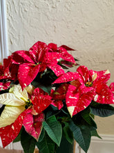 Load image into Gallery viewer, Sparkle poinsettias