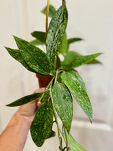 Load image into Gallery viewer, Hoya Rangsan