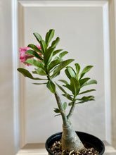 Load image into Gallery viewer, Grafted Desert rose (Adenium Obesum)