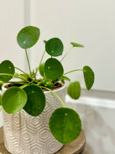 Load image into Gallery viewer, Chinese Money Plant (Pilea Peperomioides)
