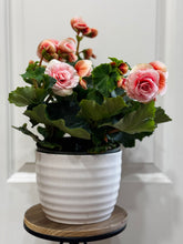 Load image into Gallery viewer, Rieger Begonias