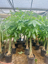 Load image into Gallery viewer, Money Tree (Pachira)