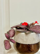 Load image into Gallery viewer, Flame violet (Episcia Cupreata)