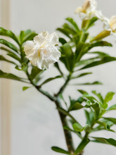 Load image into Gallery viewer, Grafted Desert rose (Adenium Obesum)