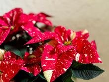 Load image into Gallery viewer, Sparkle poinsettias