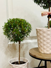 Load image into Gallery viewer, Heirloom Myrtle Topiary (Myrtus Communis)