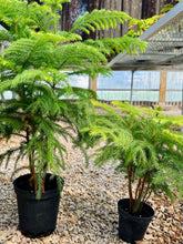 Load image into Gallery viewer, Norfolk Pine