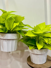 Load image into Gallery viewer, Neon Pothos (Neon Epipremnum Aureum )
