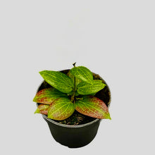 Load image into Gallery viewer, Hoya Fitchii