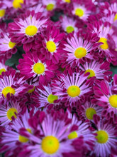 Load image into Gallery viewer, Mums