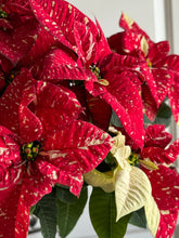 Load image into Gallery viewer, Sparkle poinsettias