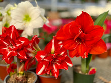 Load image into Gallery viewer, Amaryllis