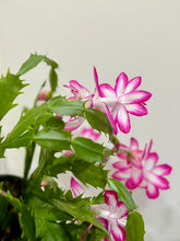 Load image into Gallery viewer, Holiday Cactus