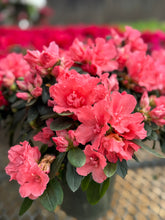 Load image into Gallery viewer, Florist Azaleas (Rhododendron simsii )