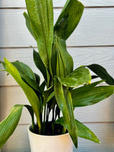 Load image into Gallery viewer, Cast Iron Plant (Aspidistra elatior)