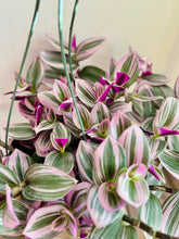 Load image into Gallery viewer, Tradescantia Nanouk (Tradescantia B. Variegata)