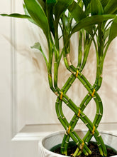 Load image into Gallery viewer, Lucky bamboo (Dracaena sanderiana)