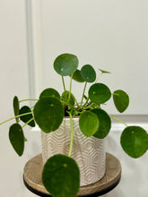 Load image into Gallery viewer, Chinese Money Plant (Pilea Peperomioides)