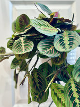Load image into Gallery viewer, Red Prayer Plant (Maranta Leuconeura)