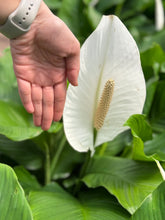 Load image into Gallery viewer, Peace lilies (spathiphyllum)