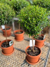 Load image into Gallery viewer, Heirloom Myrtle Topiary (Myrtus Communis)