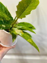 Load image into Gallery viewer, Ring of Fire Philodendron