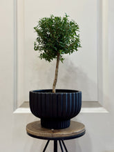 Load image into Gallery viewer, Ridged Bowl Planter