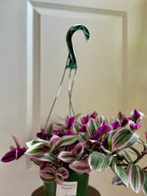 Load image into Gallery viewer, Tradescantia Nanouk (Tradescantia B. Variegata)