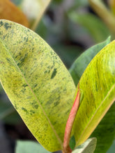 Load image into Gallery viewer, Ficus Shivereana