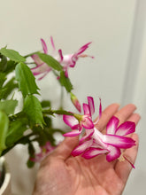 Load image into Gallery viewer, Holiday Cactus