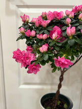 Load image into Gallery viewer, Florist Azaleas (Rhododendron simsii )