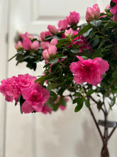 Load image into Gallery viewer, Florist Azaleas (Rhododendron simsii )