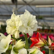 Load image into Gallery viewer, Amaryllis