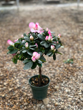 Load image into Gallery viewer, Florist Azaleas (Rhododendron simsii )