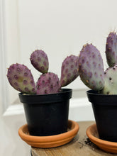 Load image into Gallery viewer, Santa Rita Prickly Pear (Opuntia santarita)