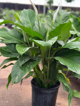 Load image into Gallery viewer, Peace lilies (spathiphyllum)