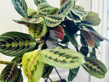 Load image into Gallery viewer, Red Prayer Plant (Maranta Leuconeura)
